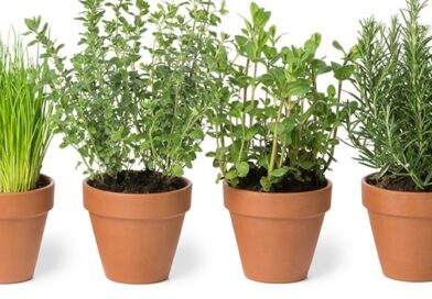 HERBS: THE LEAFY PART OF ANY PLANT WITH AN AROMATIC SCENT