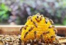 BEE KEEPING | Young boy who took beekeeping as a blast.